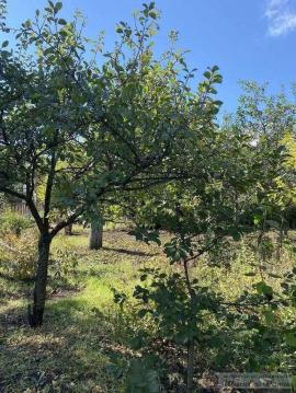 , Самарская область